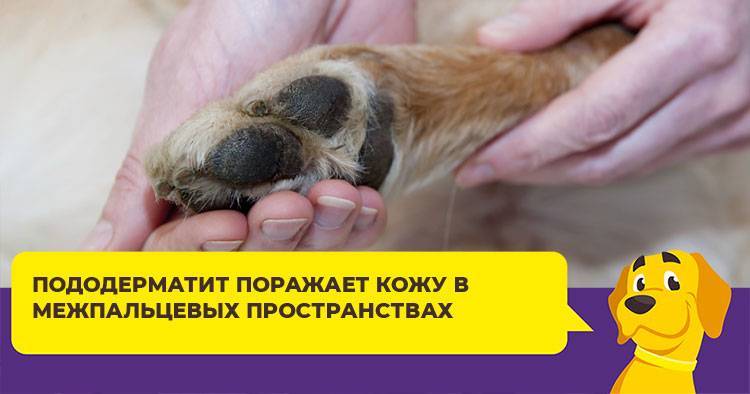 Заболевания подушечек лап у собак: диагностика, симптомы и лечение