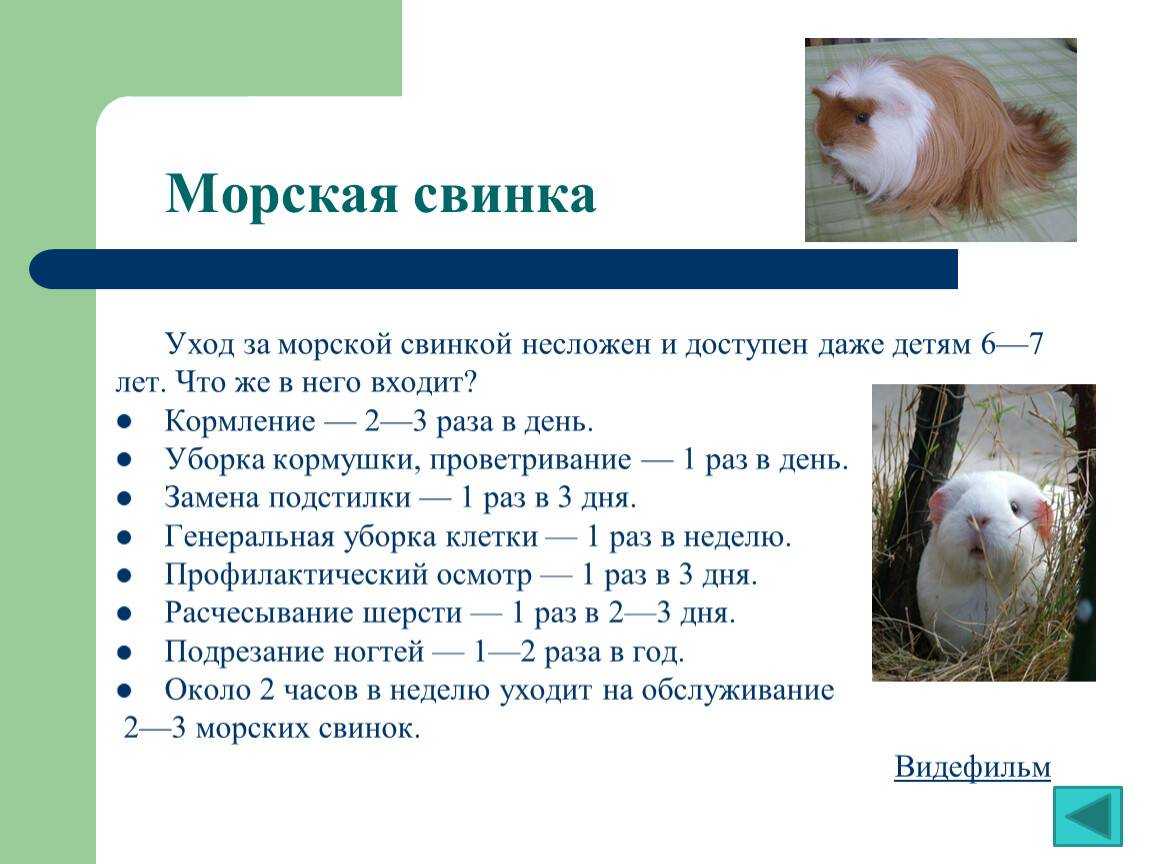 ᐉ как играть с морской свинкой: список развлечений в домашних условиях - zoopalitra-spb.ru