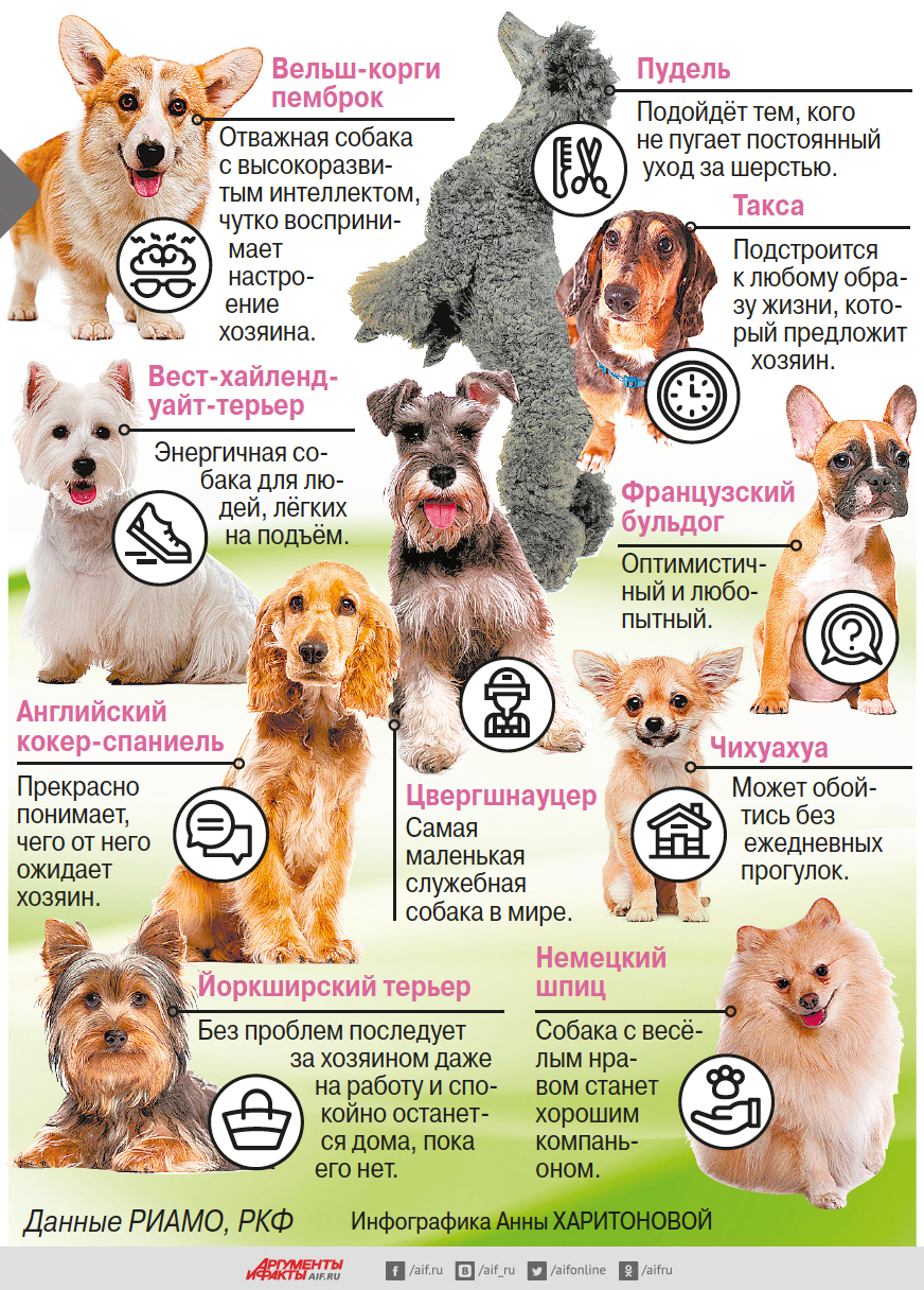 Породы гипоаллергенных собак с фотографиями и названиями