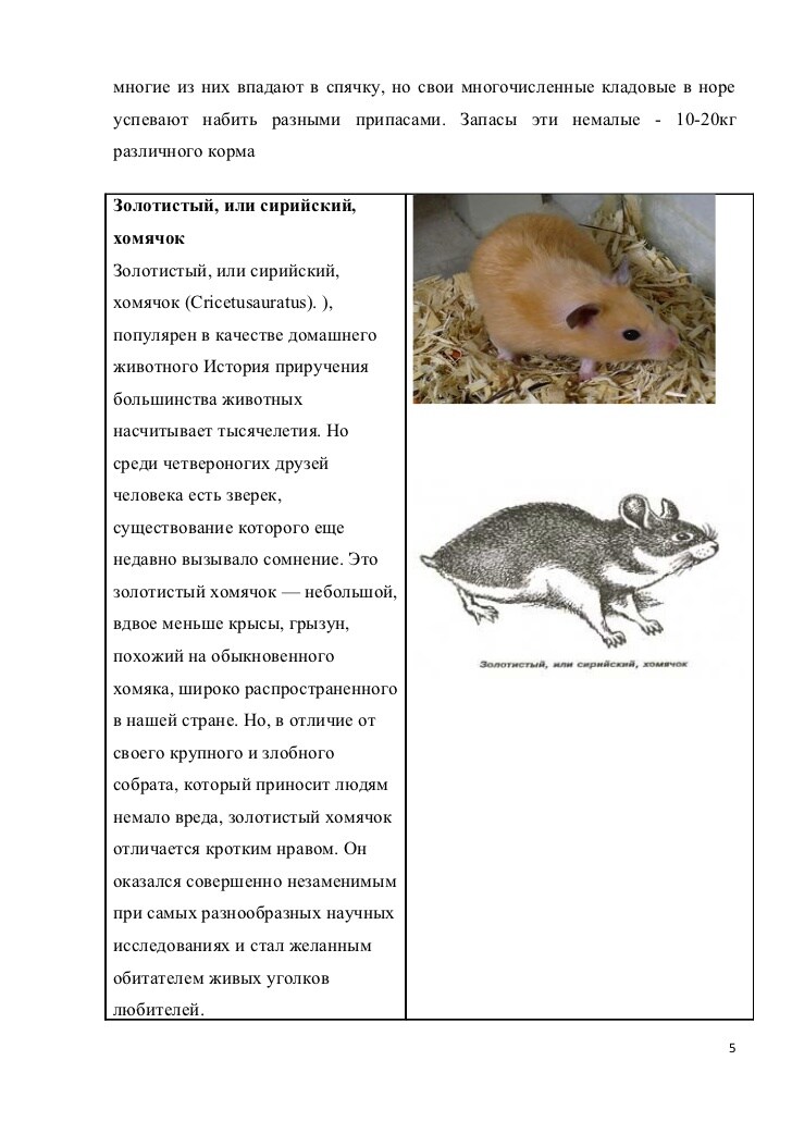 Впадают ли хомяки в спячку? — экспертно-информационный портал о домашних питомцах и уходе за ними — petse.ru