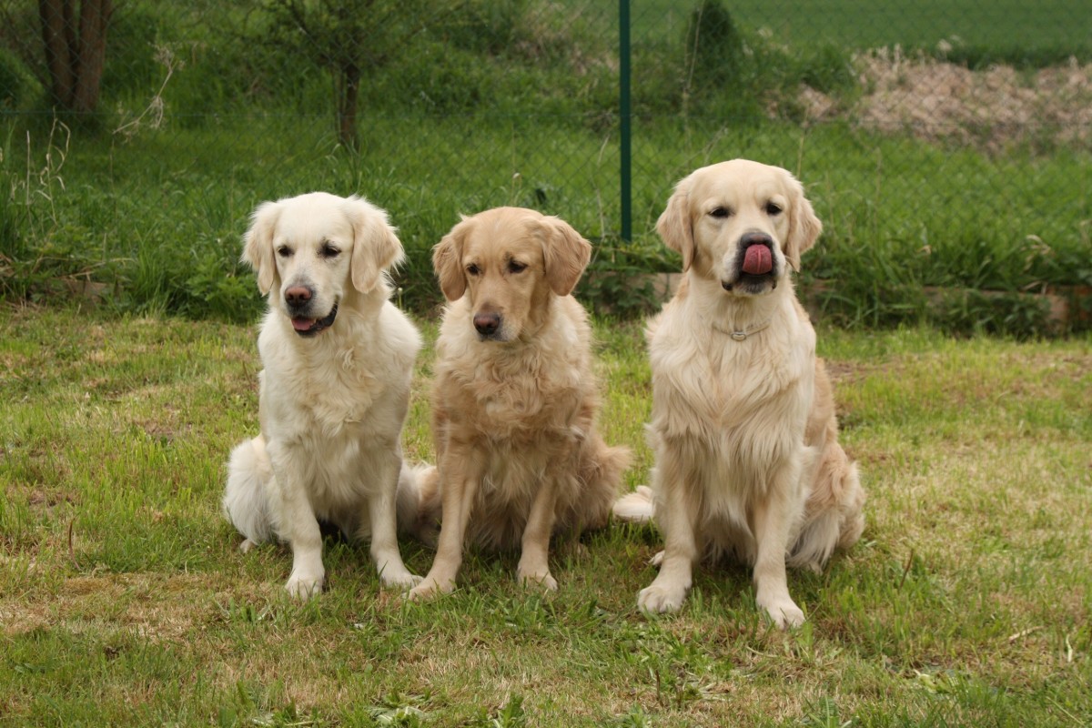 Характеристика собак породы ховаварт с отзывами и фото