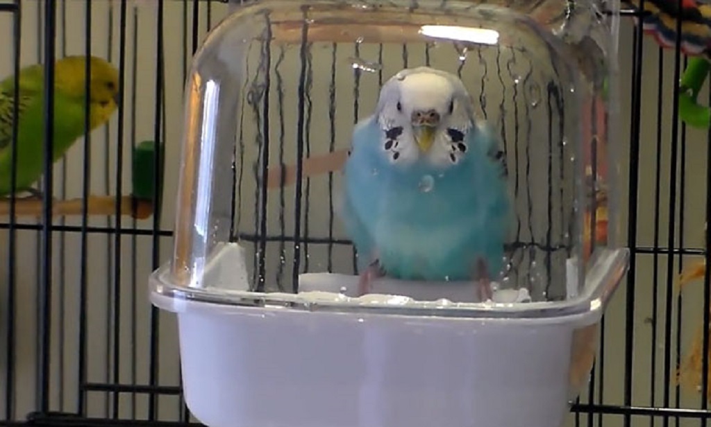 Можно мыть попугаев. Купалка для попугая волнистого. Клетка для волнистого попугая синяя. Попугай купается. Купальня для попугаев.