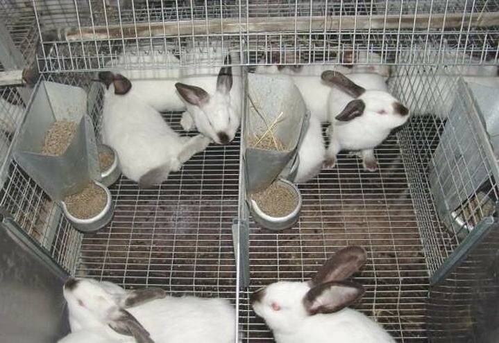Как разводить кроликов новичку в домашних условиях и содержать их