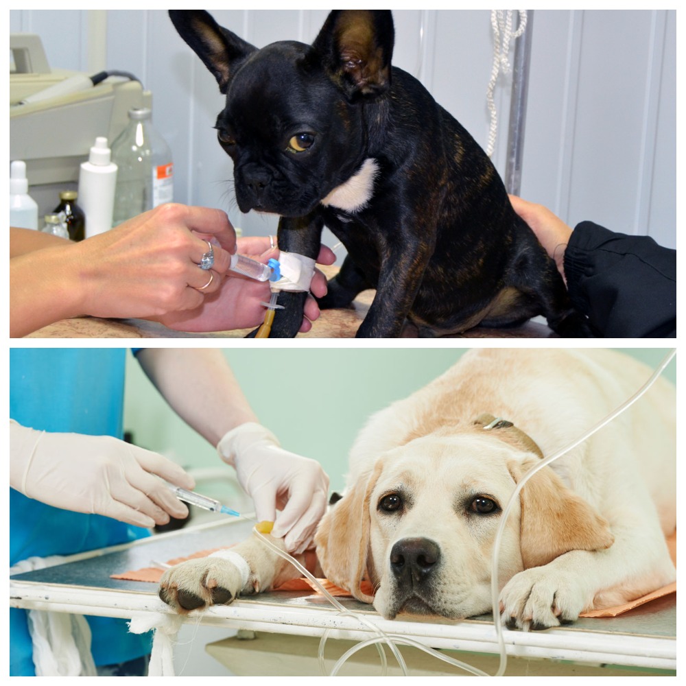 Запор у собаки: симптом или болезнь и что делатьветлечебница рос-вет
