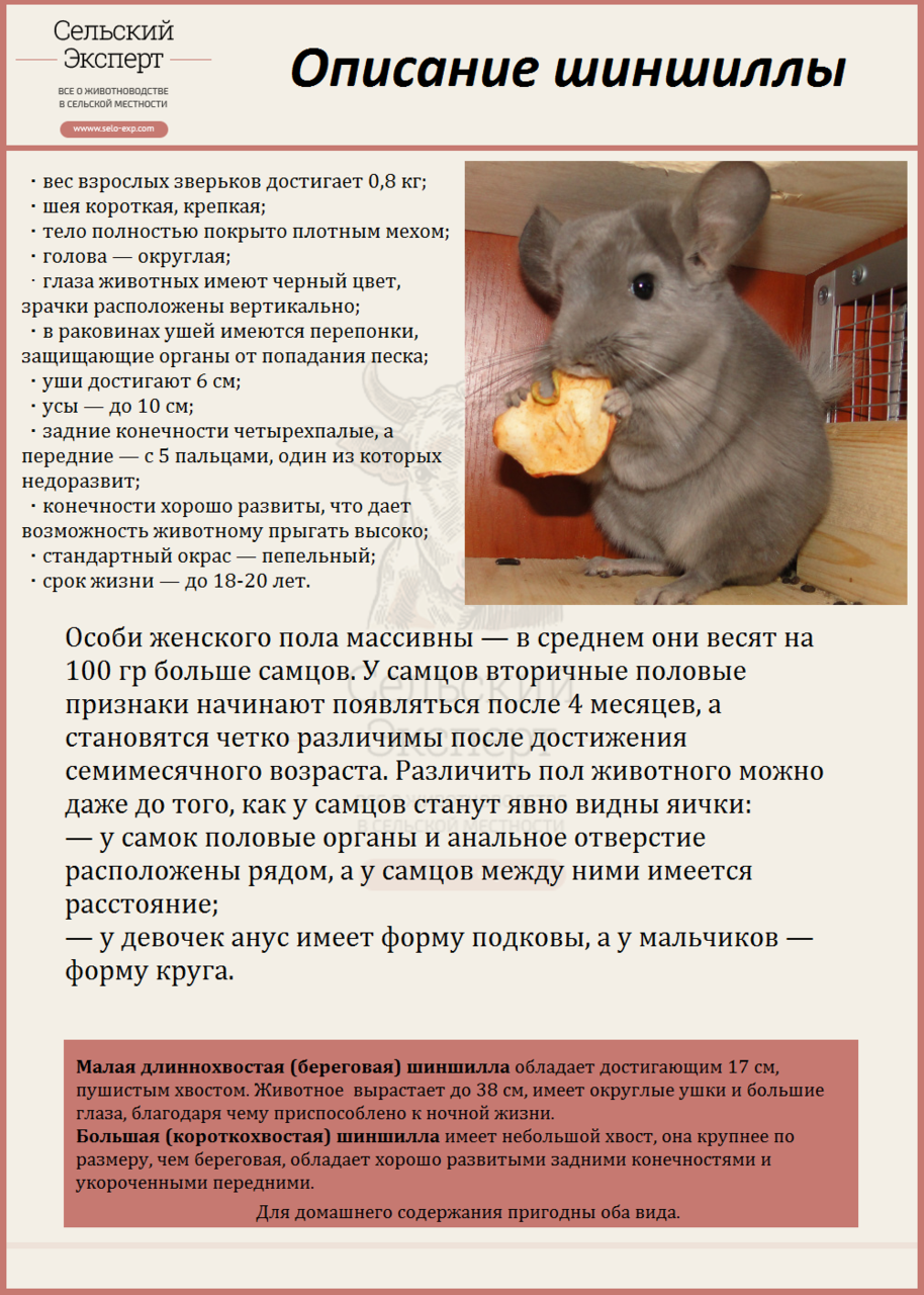 Шиншилла в домашних условиях - уход, содержание и продолжительность жизни