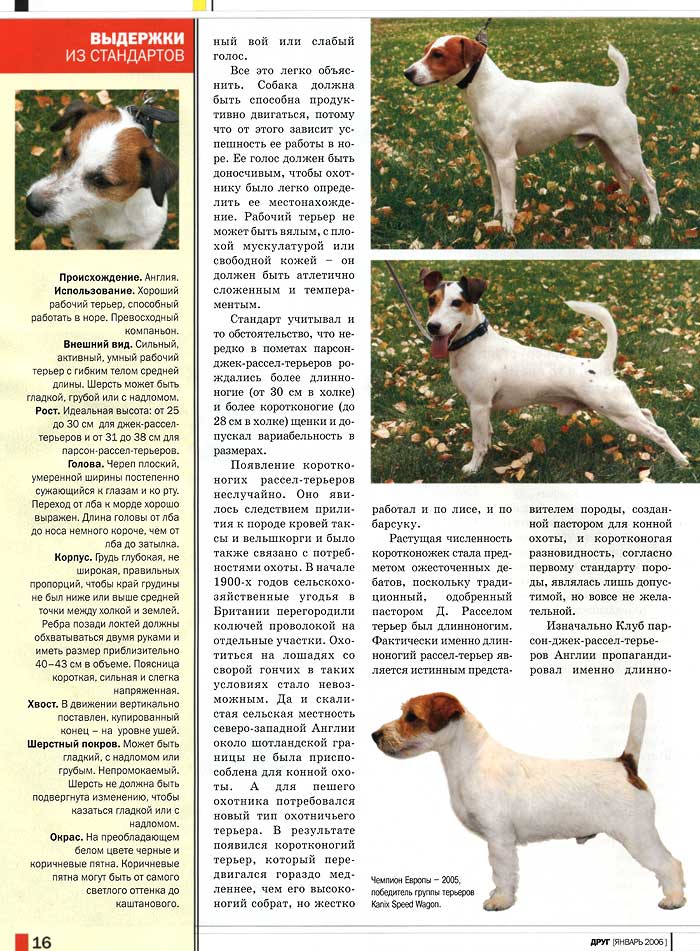 Парсон рассел терьер