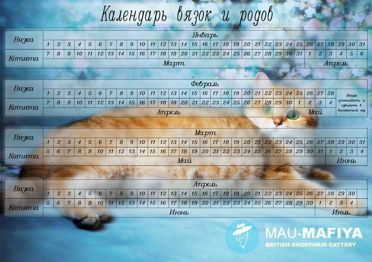 До какого возраста рожают кошки и сколько раз в год