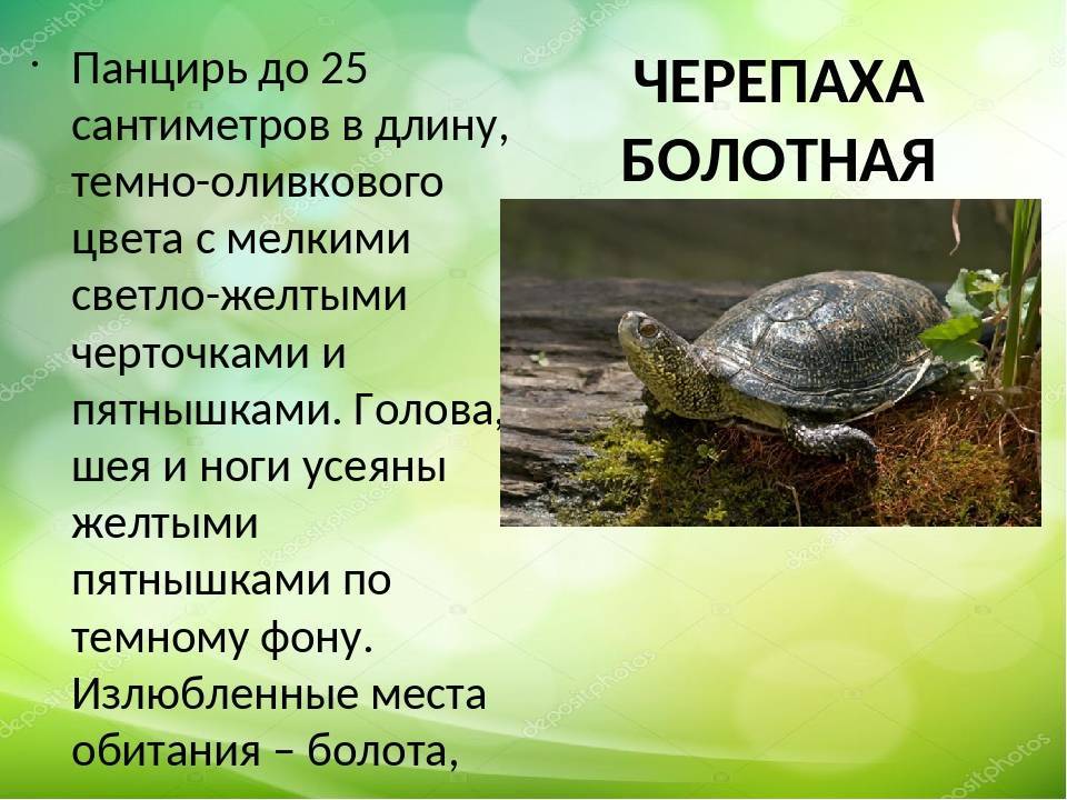 Слоновая черепаха: описание, фото,среда обитания