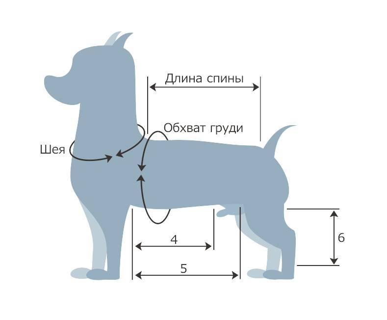 Как определить размер одежды для собаки | звери дома