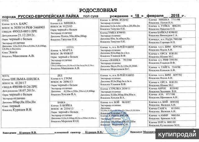 Характеристика русско-европейские лаек: особенности восточного и западного вида