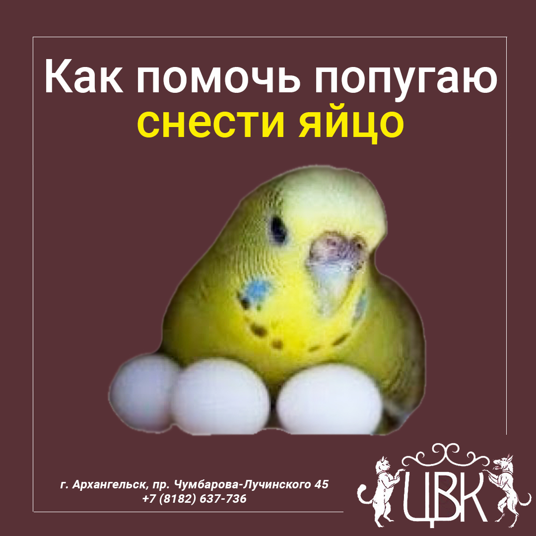 Хроническая яйцекладка попугаев. причины. профилактика.
