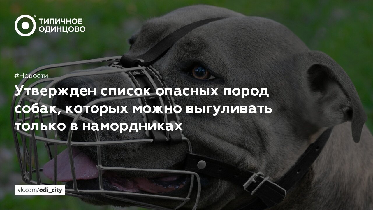 Какие на самом деле собаки запрещены в россии: где запрещен питбуль