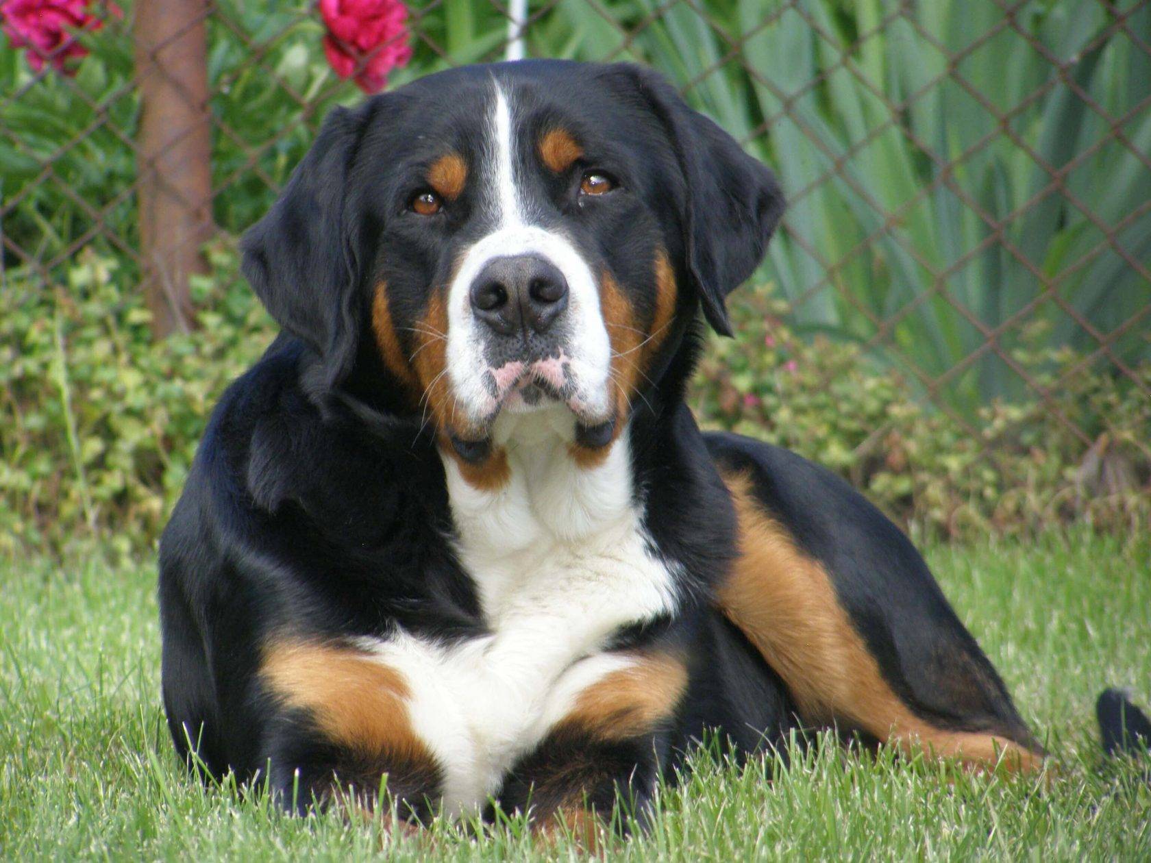 Порода собак большой швейцарский зенненхунд фото