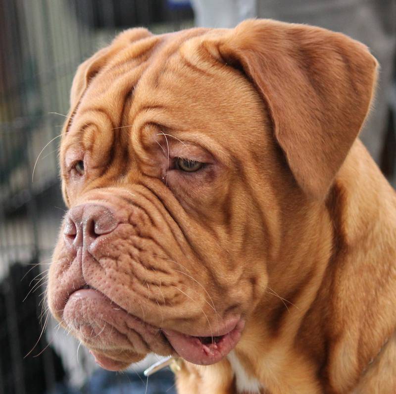 Собаки со складками — обзор морщинистых (складчатых) пород с фото и названиями