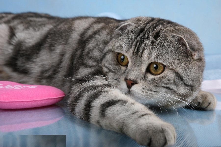 Кошки каких пород снимались в рекламе вискас? какого котенка выбрать- советы +видео