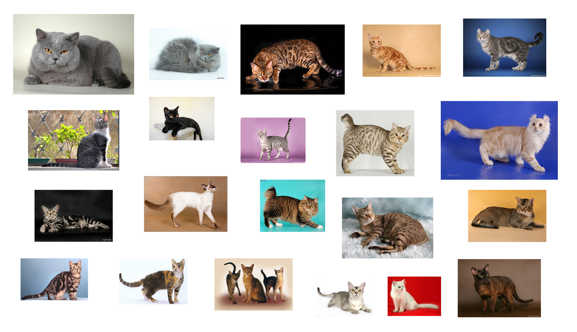 Разнообразие видов котов