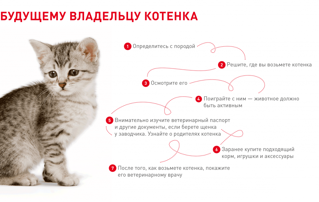 Возраст котенка. Определить Возраст котенка. Кактвыбрать котёнка для дома. Советы по выбору котёнка. Если подобрать котенка.