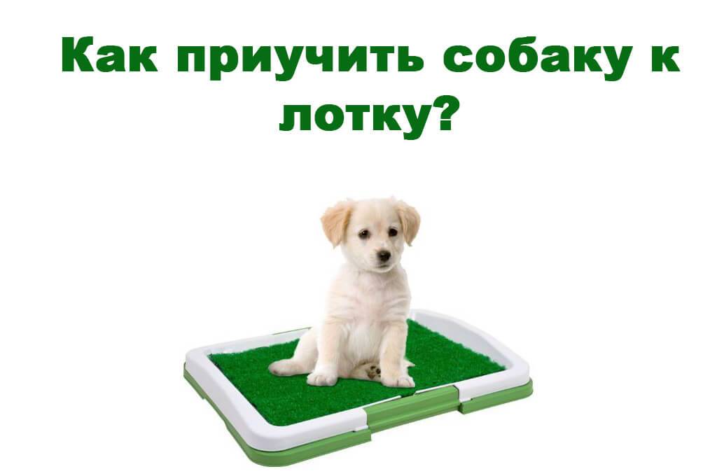 Как приучить щенка к туалету на улице | dogkind.ru