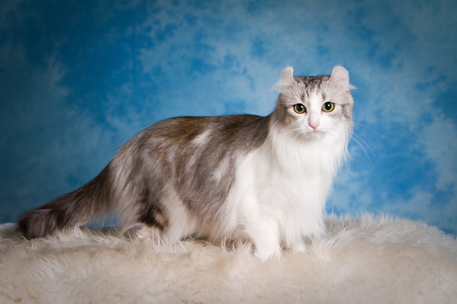 Американский керл – кошка с характером питера пена