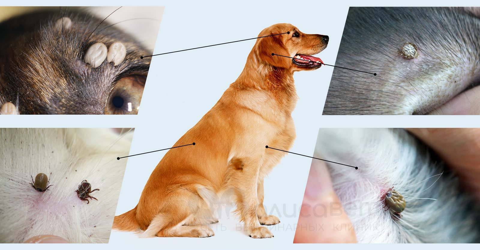 Признаки и симптомы власоедов у собак — профилактика и лечение