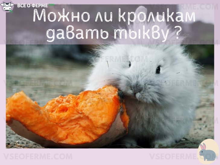 Можно ли кормить кроликов тыквой и ее ботвой, в каких количествах