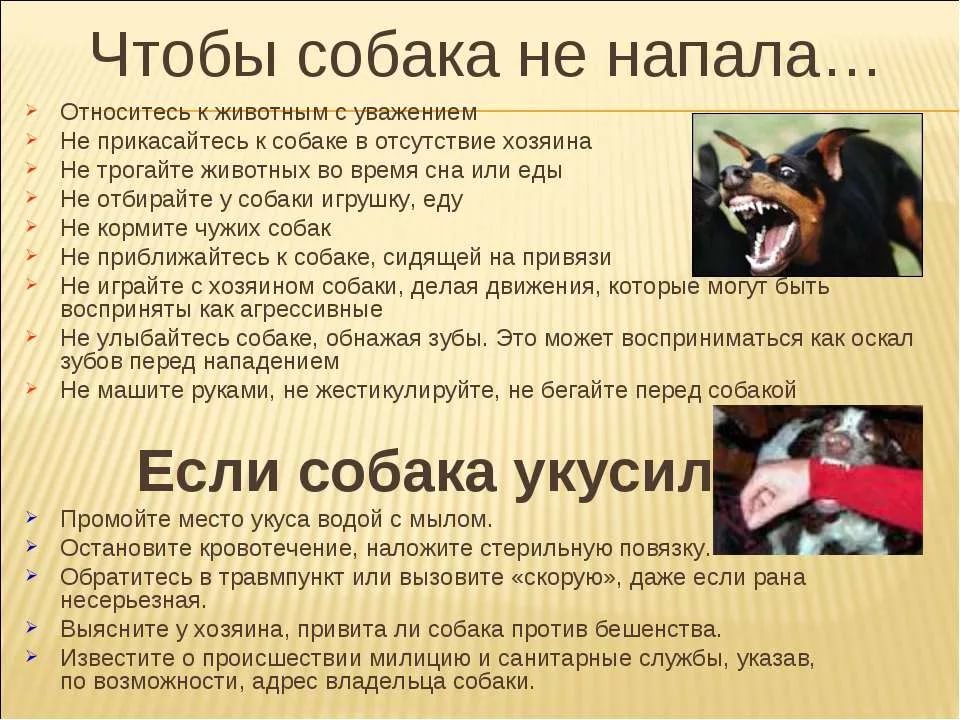 Виды агрессии у собак, причины и способы устранения