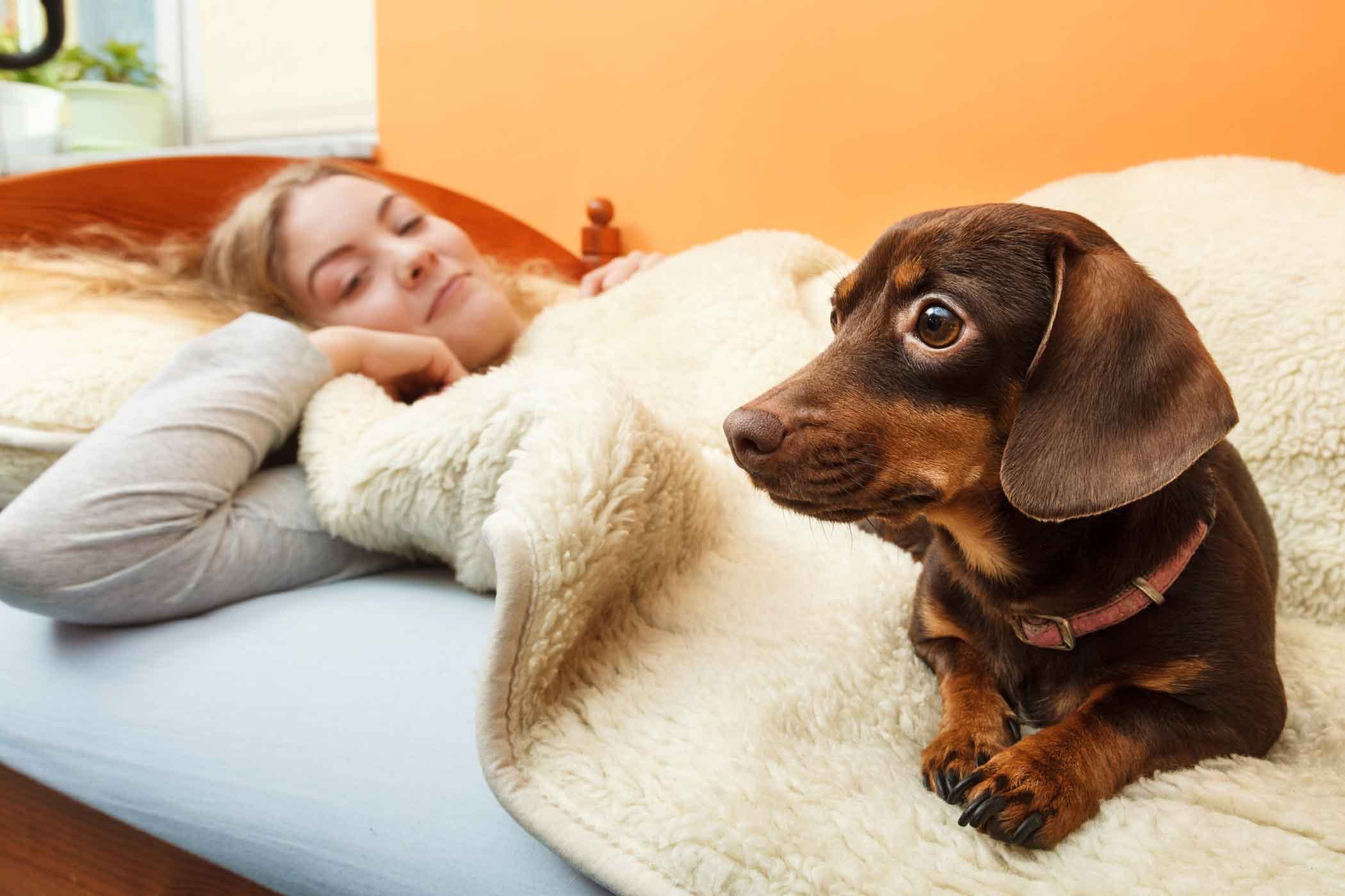 Топ-36 лучших собак для квартиры | dogkind.ru