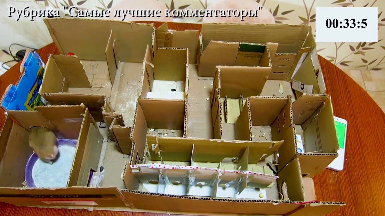 ᐉ лабиринт и другие игрушки для хомяка: как сделать своими руками в домашних условиях - kcc-zoo.ru