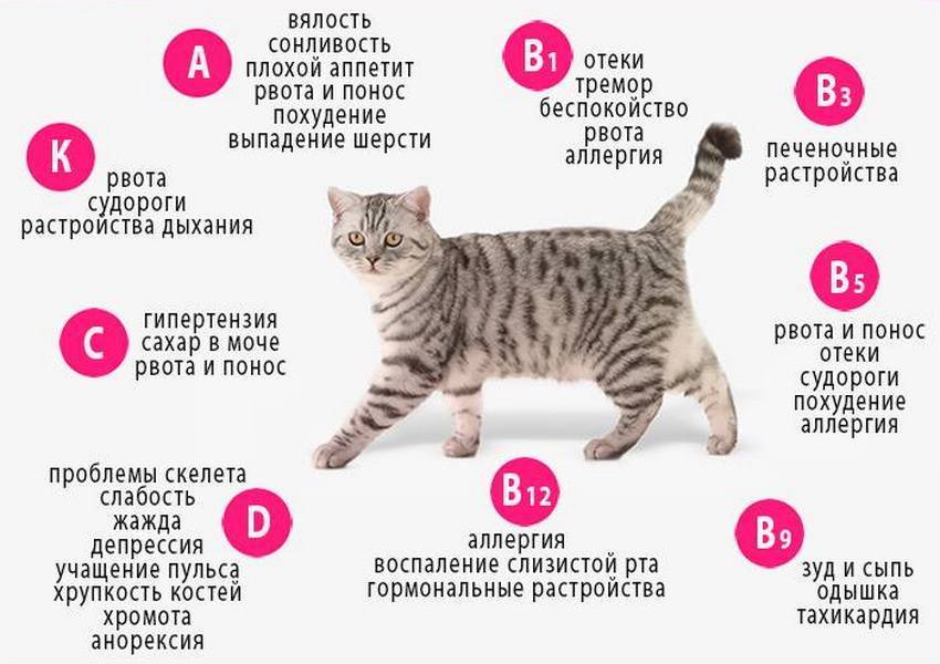 Что делать если шиншилла перестала есть или пить, стала вялой и постоянно спит