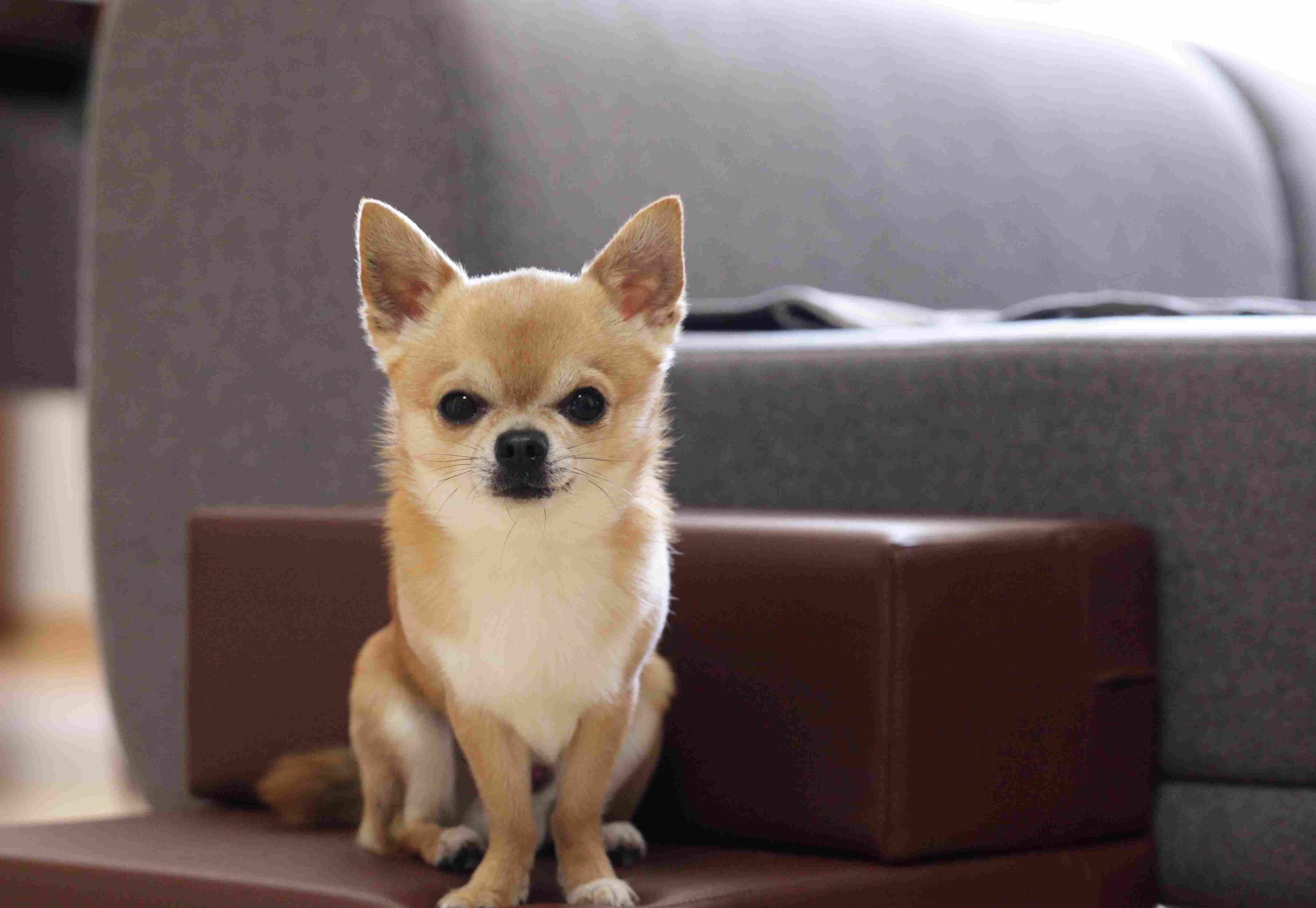 Спокойные породы собак для квартиры небольшого размера фото