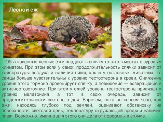 Где зимуют ежики: могут ли они позаботиться о себе на природе