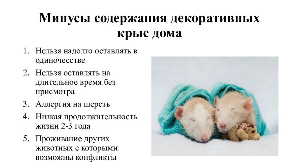 Уход и содержание домашней декоративной крысы