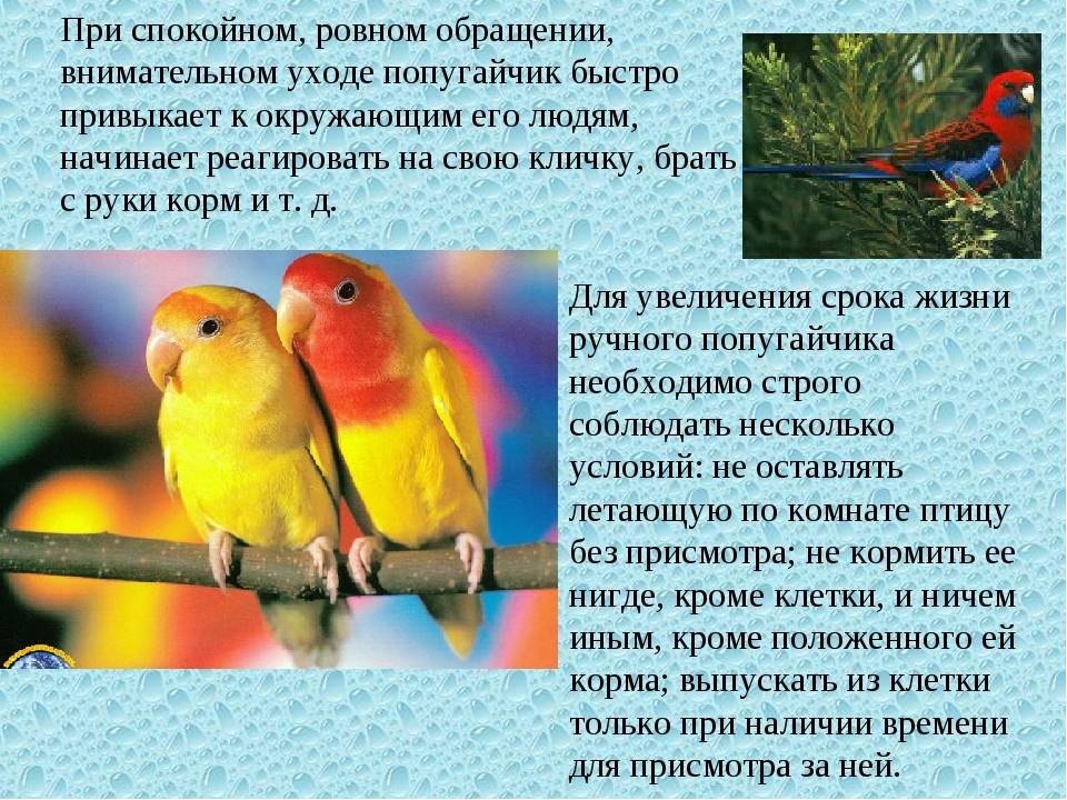 Родина волнистых попугаев: откуда родом и где обитают стаи птиц в дикой природе