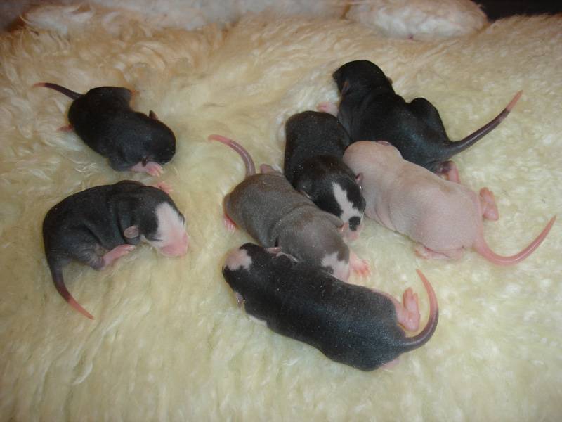 Роды у декоративных крыс — заводчику на заметку