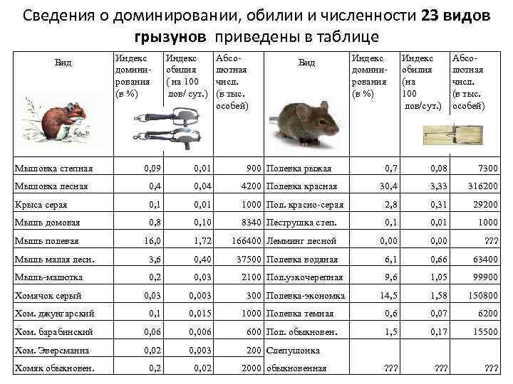 Определение возраста домашней крысы: все что нужно знать