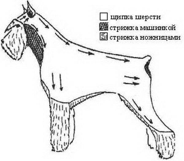 Схема стрижки головы цвергшнауцера