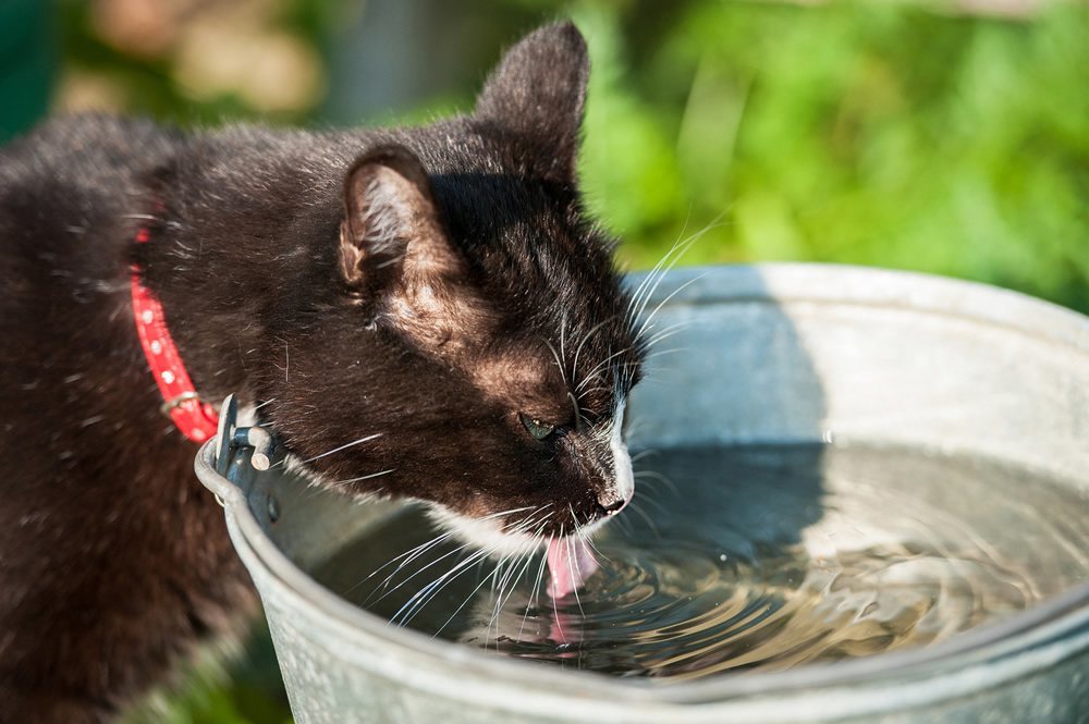 Почему кот отказывается от воды: причины, действия хозяина, нужно ли заставлять кошку пить воду