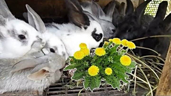 ᐉ можно ли давать кроликам одуванчики? - zooon.ru