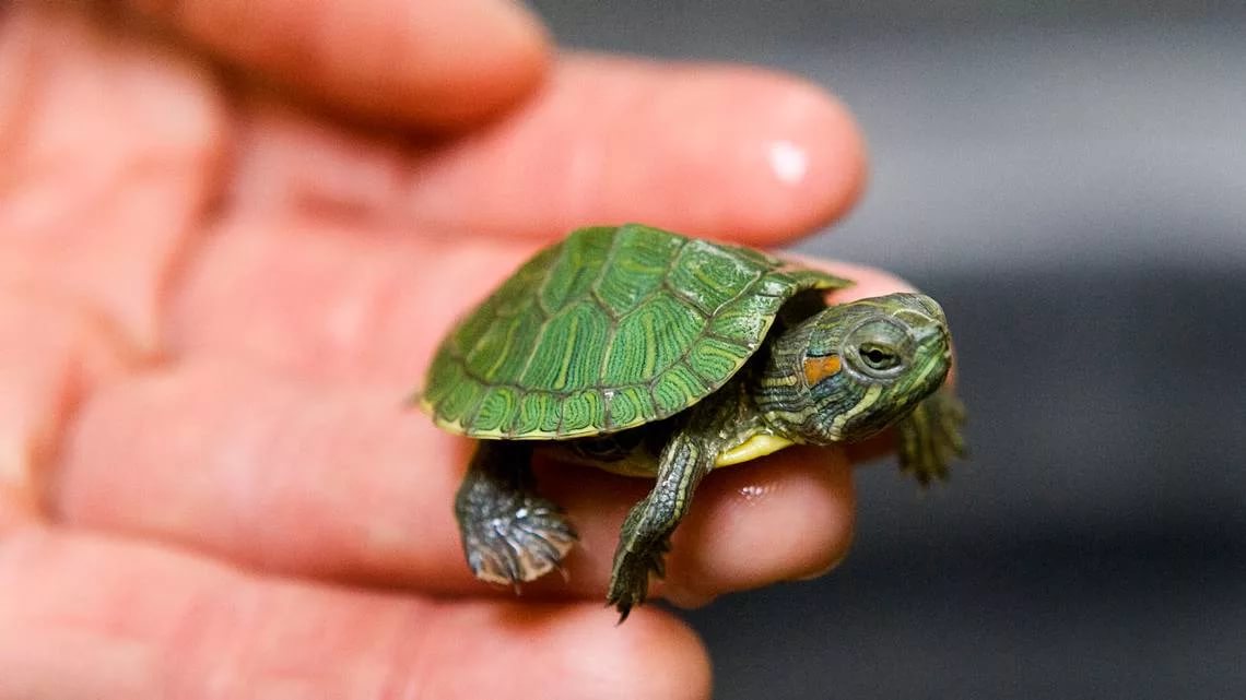 Самая маленькая черепаха в мире