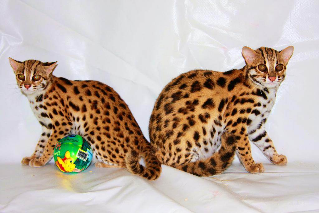 ᐉ как называется порода кошек похожих на леопарда? - zoomanji.ru