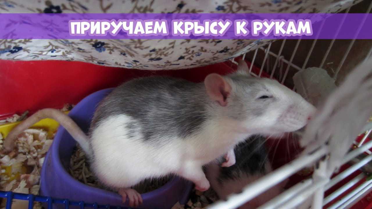 Как приручить домашнюю крысу