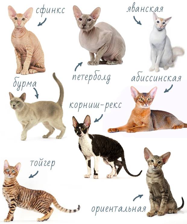 Какие породы кошек не линяют