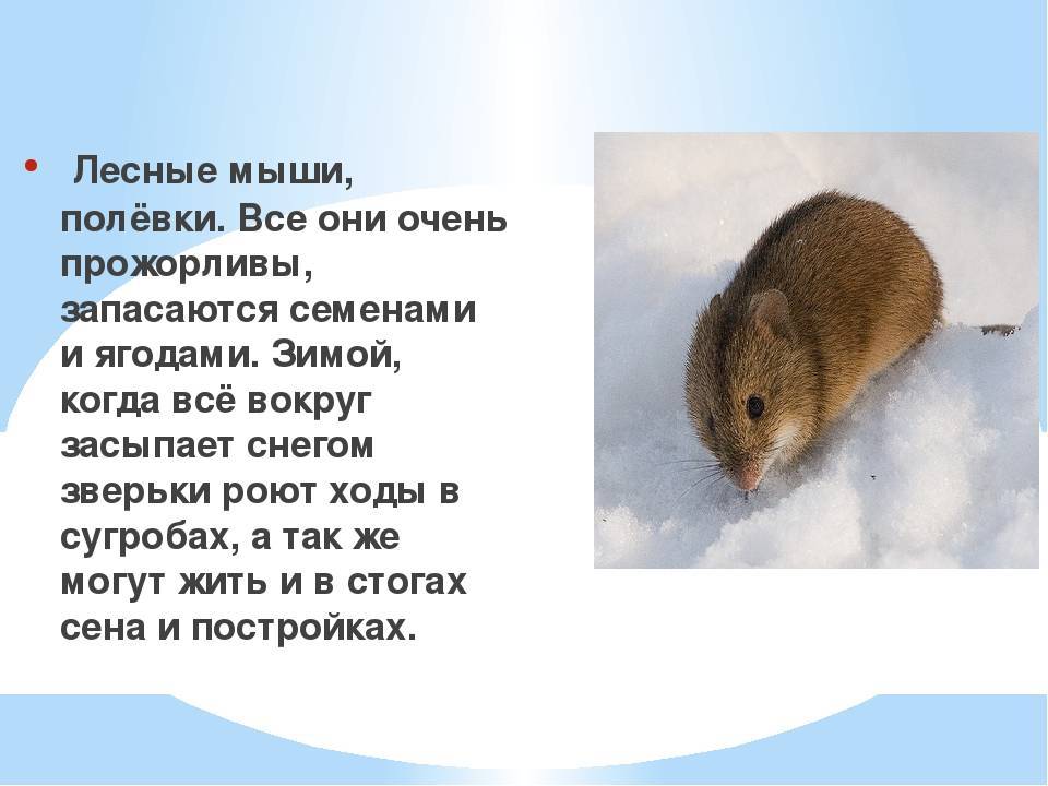 Полевая мышь – описание и образ жизни