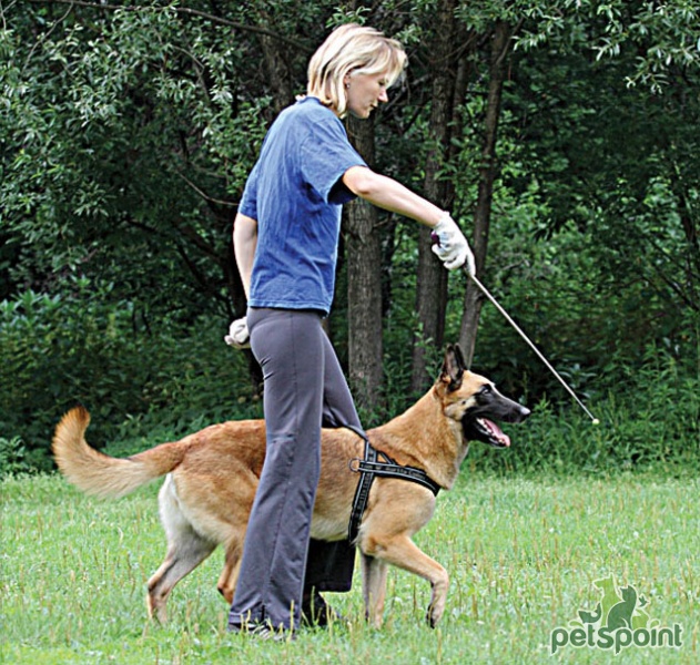Как правильно дрессировать собаку самому | блог ветклиники "беланта"