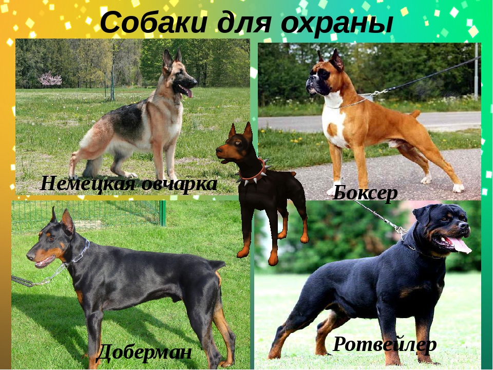 Самые лучшие собаки-охранники: маленькие, средние и крупные породы, а также псы-телохранители