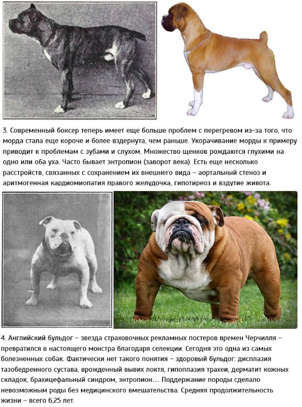 Американский бульдог: описание, характер собаки, питомники, уход, фото и видео