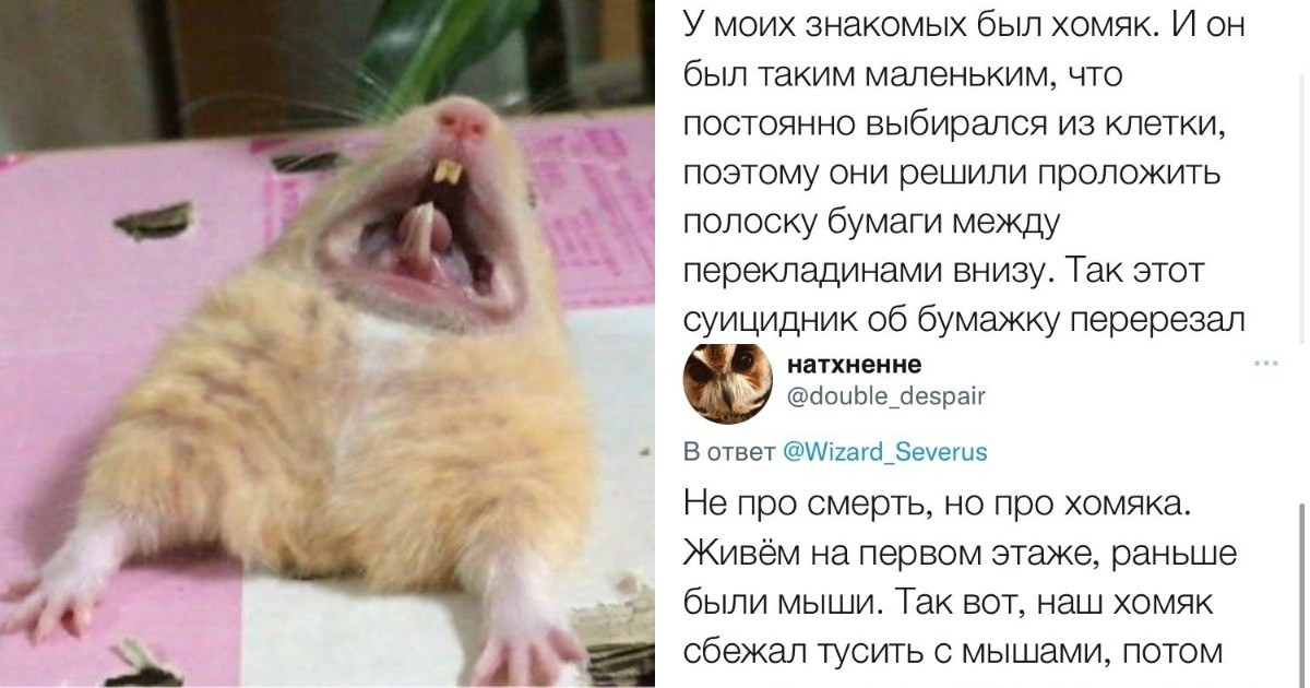 Хомяк впал в спячку: что делать