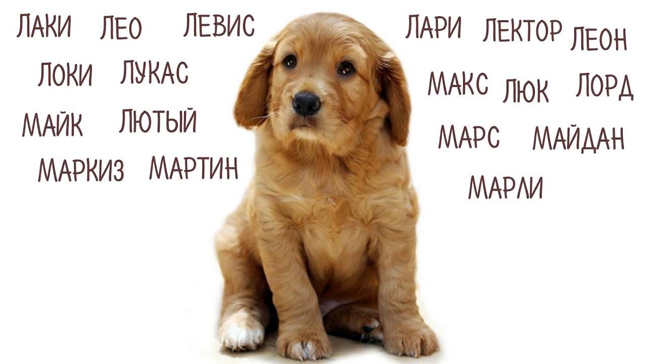 Как прикольно назвать собаку: обзор самых смешных и необычных имен