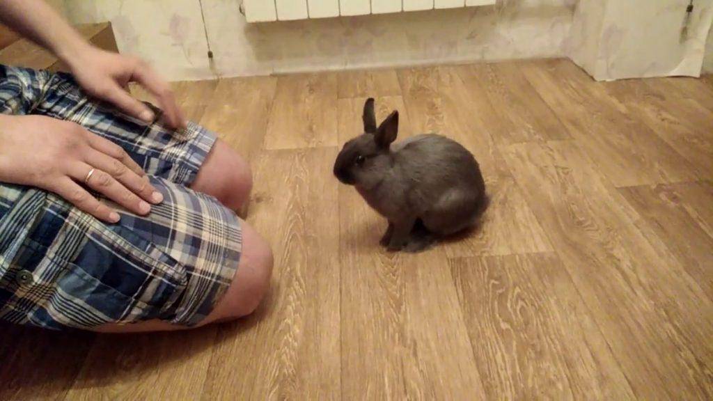 Как дрессировать кролика: приручить к рукам в домашних условиях