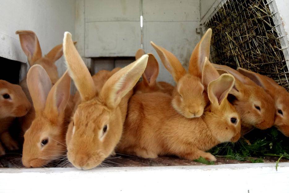 Бургундские кролики – очаровательные рыжие «французы»